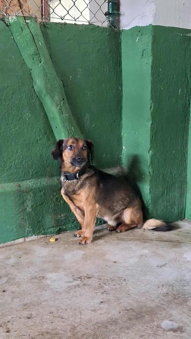 Przeuroczy Bert, który uczy się ufać