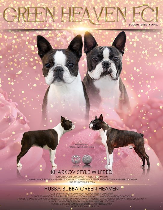 Boston terrier ZKwP/FCI jedyny miot w PL