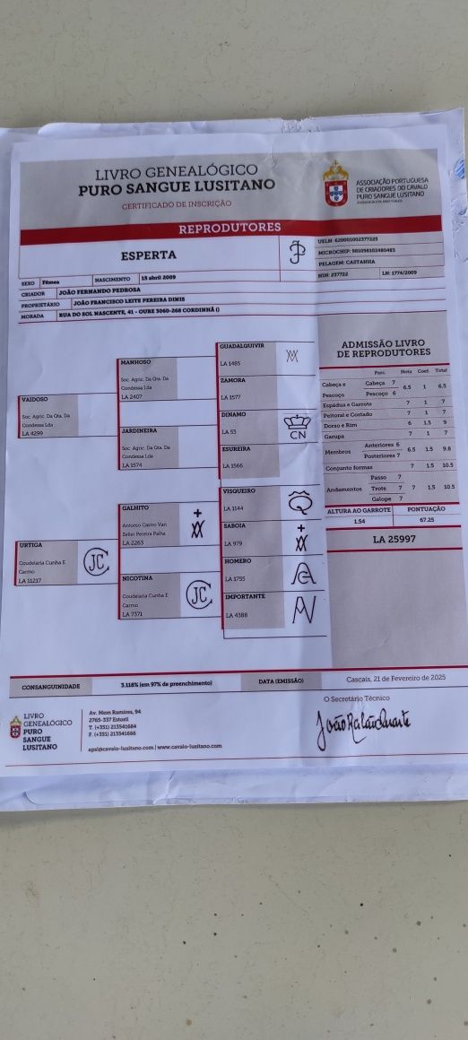 Égua PSL pontuada e montada