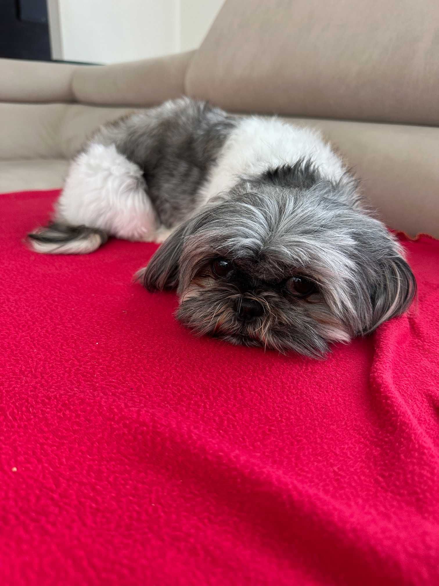 Menina Shih-Tzu c/ LOP procura namorado