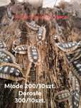 Isopody cubaris/armadillidium