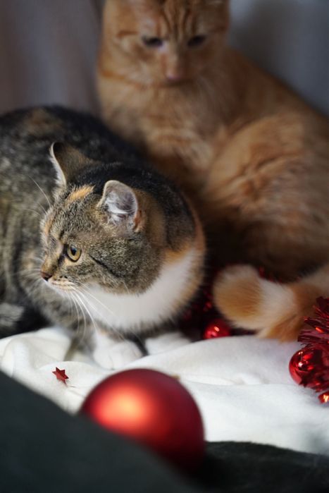 A może dwupak? Cudowna parka do adopcji!