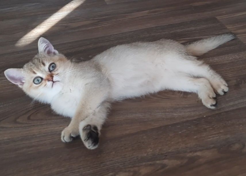 Хлопчик золота шиншила