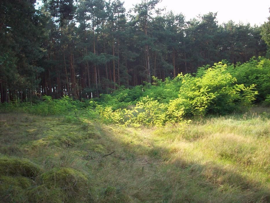 Działka z Budynkiem - Sulechów Sprzedam