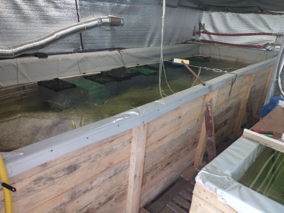 Обладнання для вирощування креветки макробрахіум розенберга