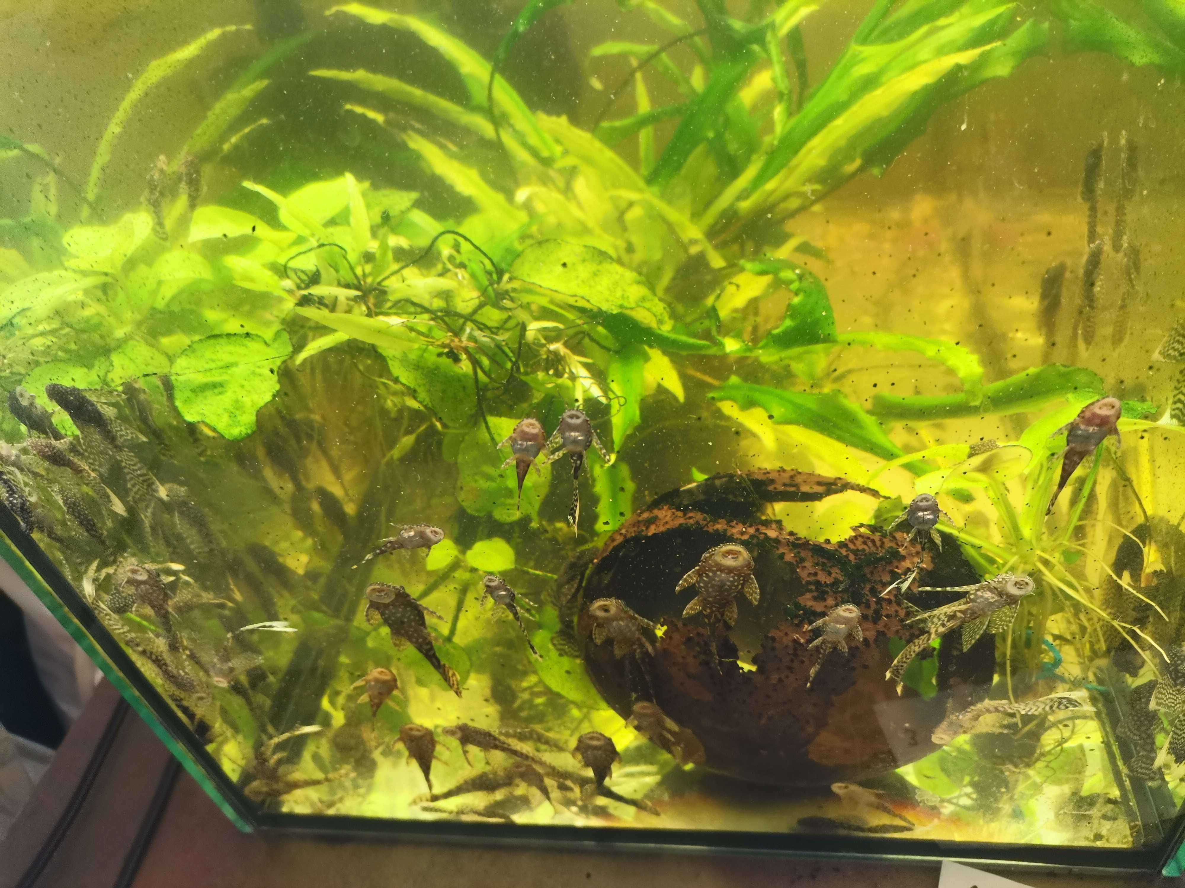 Anubias, rogatek, mech