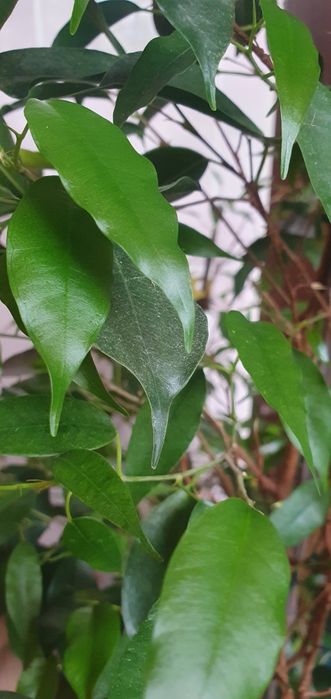 Свіжозрізи Фікус Сингоніум