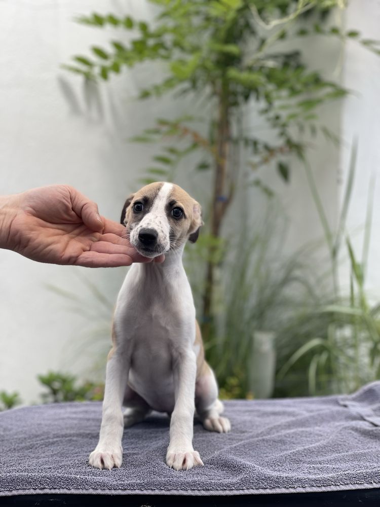 Piękna suczka Whippet ZKwP Revirado FCI do  odbioru