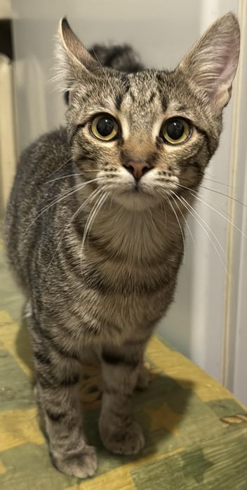 Котенок девочка в хорошие руки