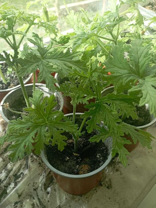 Пеларгонія  духмяна або  пеларгонія лимонна Супер пропозиція!