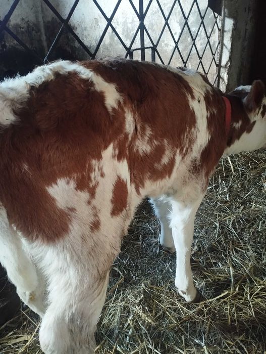 Sprzedam cieliczkę simentalke