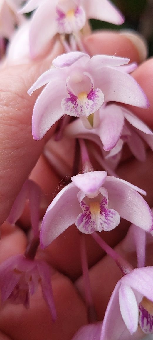 Orquideas Dendrobium kingianum