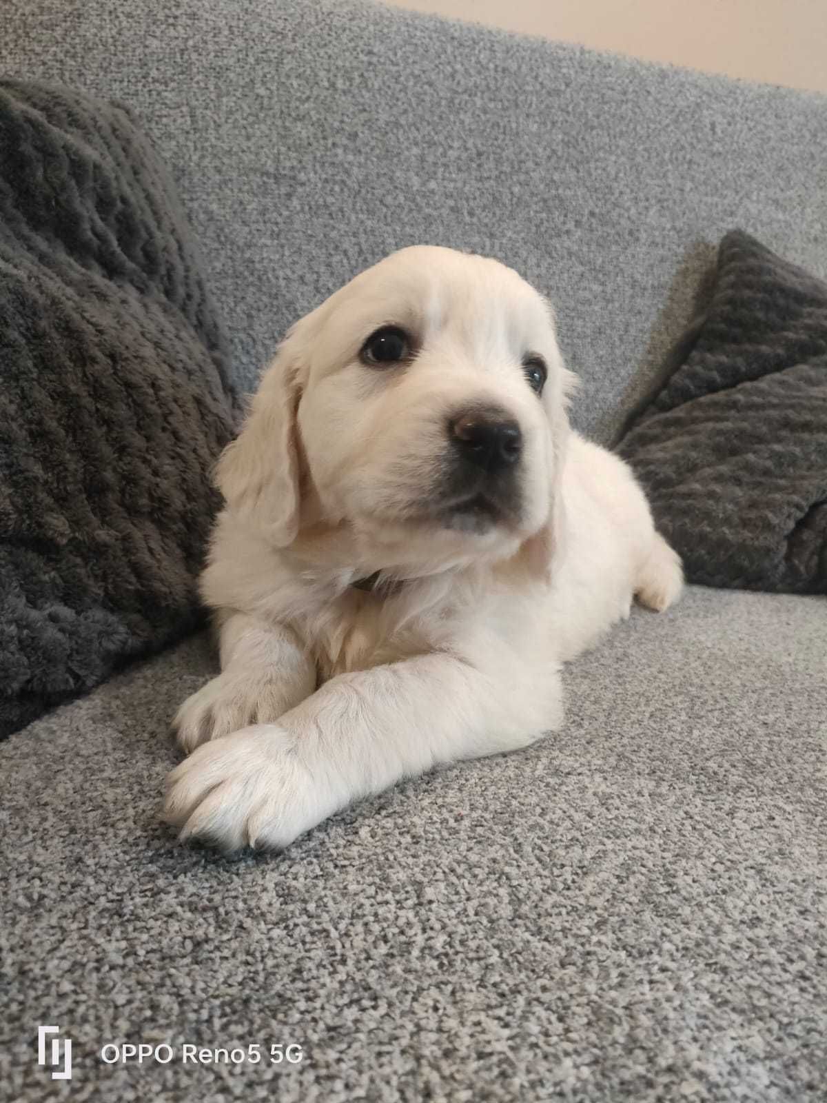 Golden retriever szczeniak