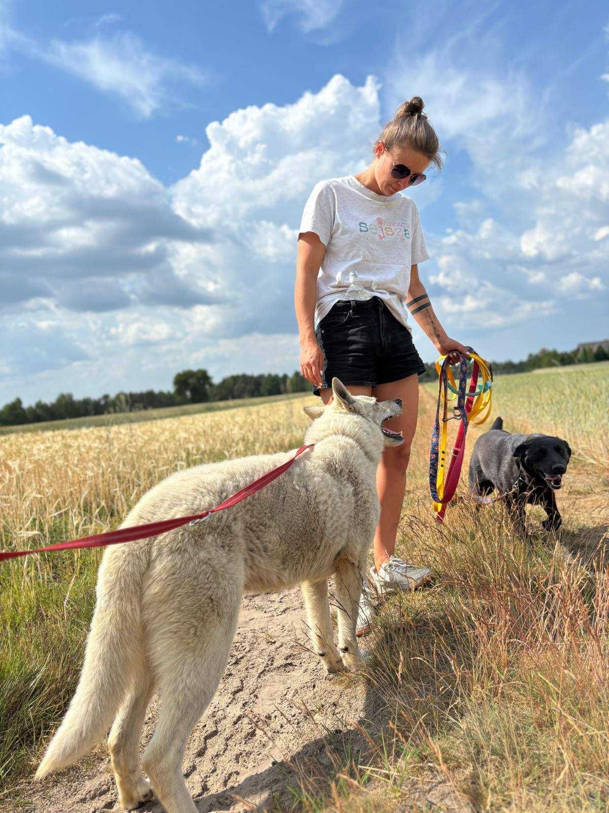 4 letni pies Romeo, dogaduje się z suczkami