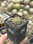 Кактус Мамілярія Шиде Mammillaria schiedeana