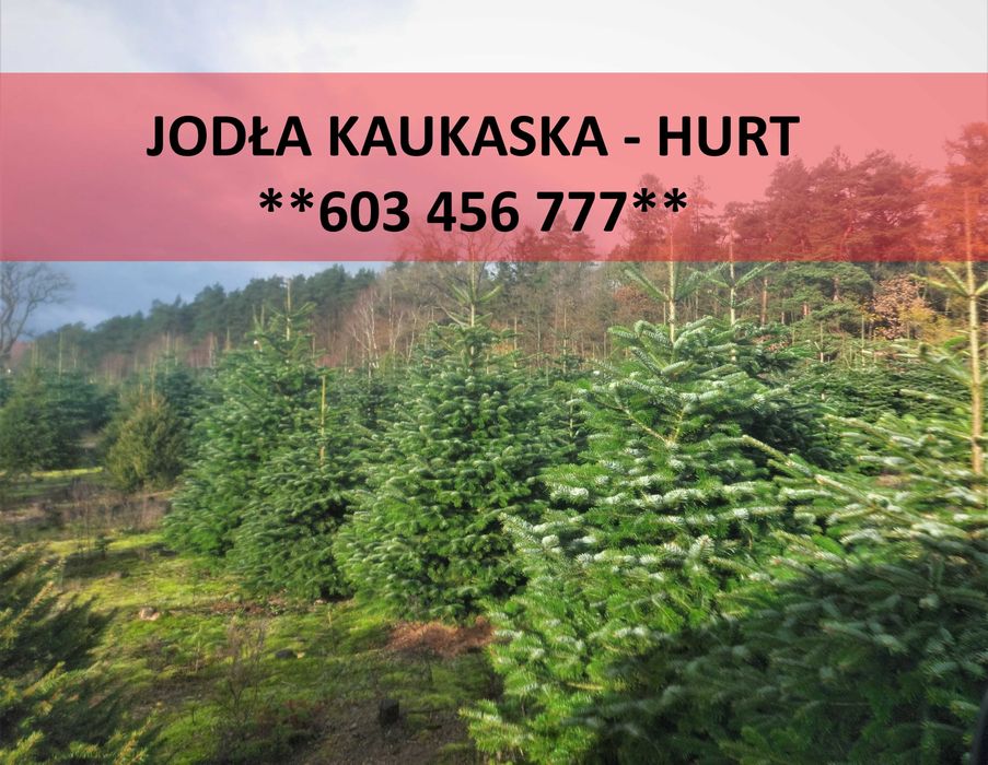 JODŁA KAUKASKA cięta choinki 200-250 cm duże ilości - transport
