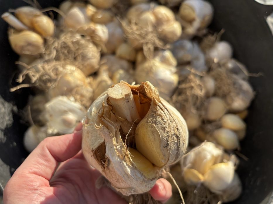 Czosnek sloniowy mega glowki swiezy suchy 1kg