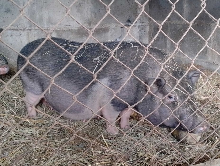 Świnki dorosłe para