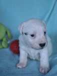 Parson Russell Terrier - suczka Torah