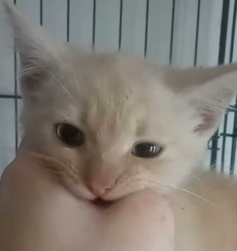 Котик персикового кольору