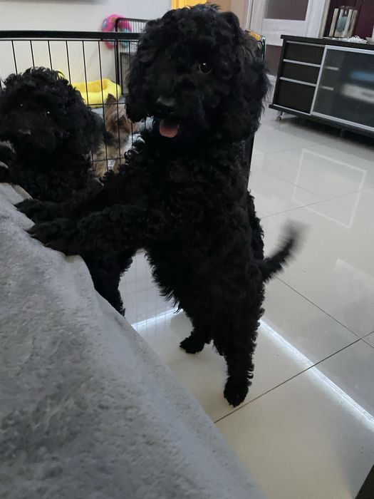 Pudel Miniaturowy piesek Dragon