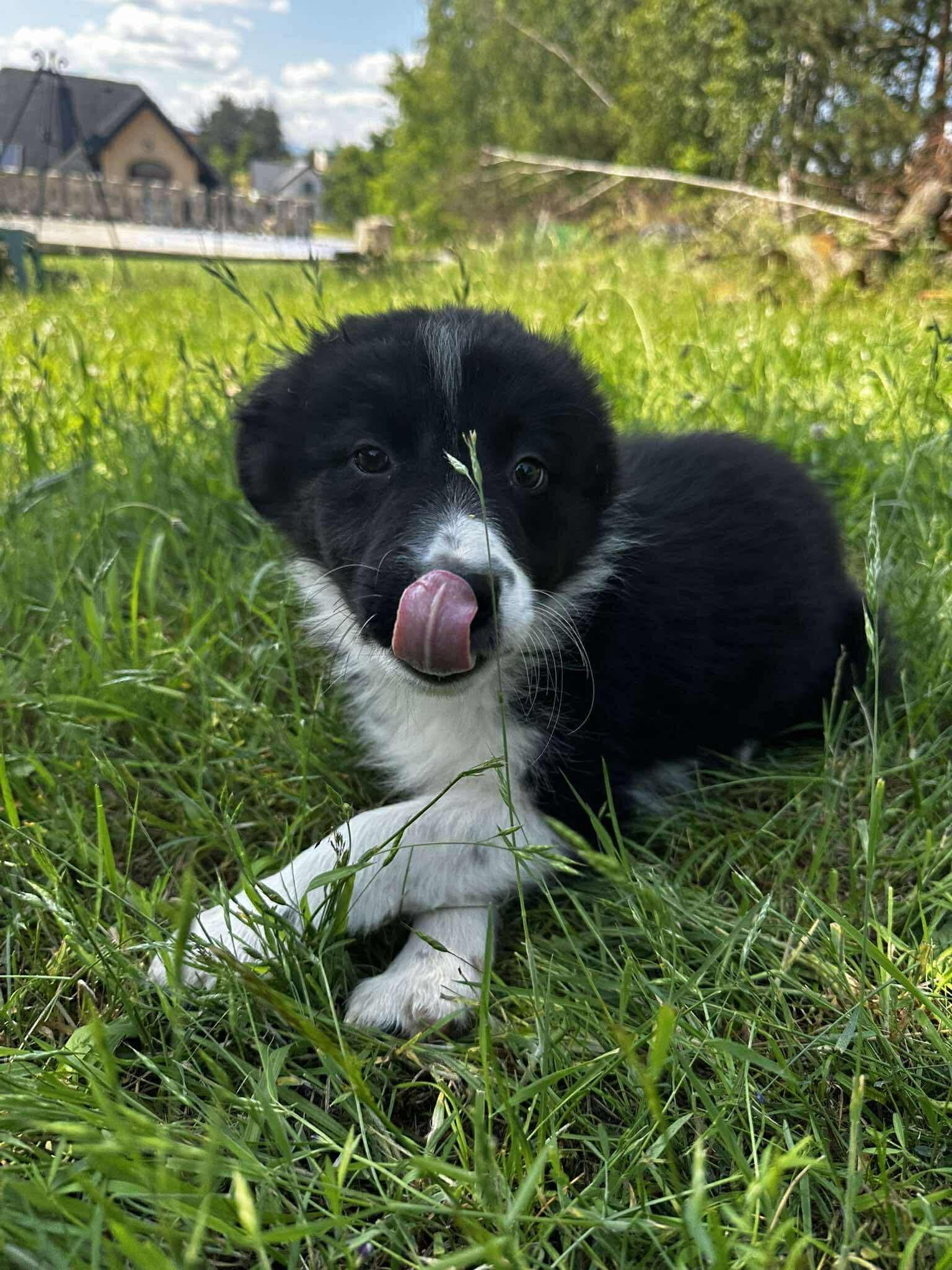 Border collie suczka