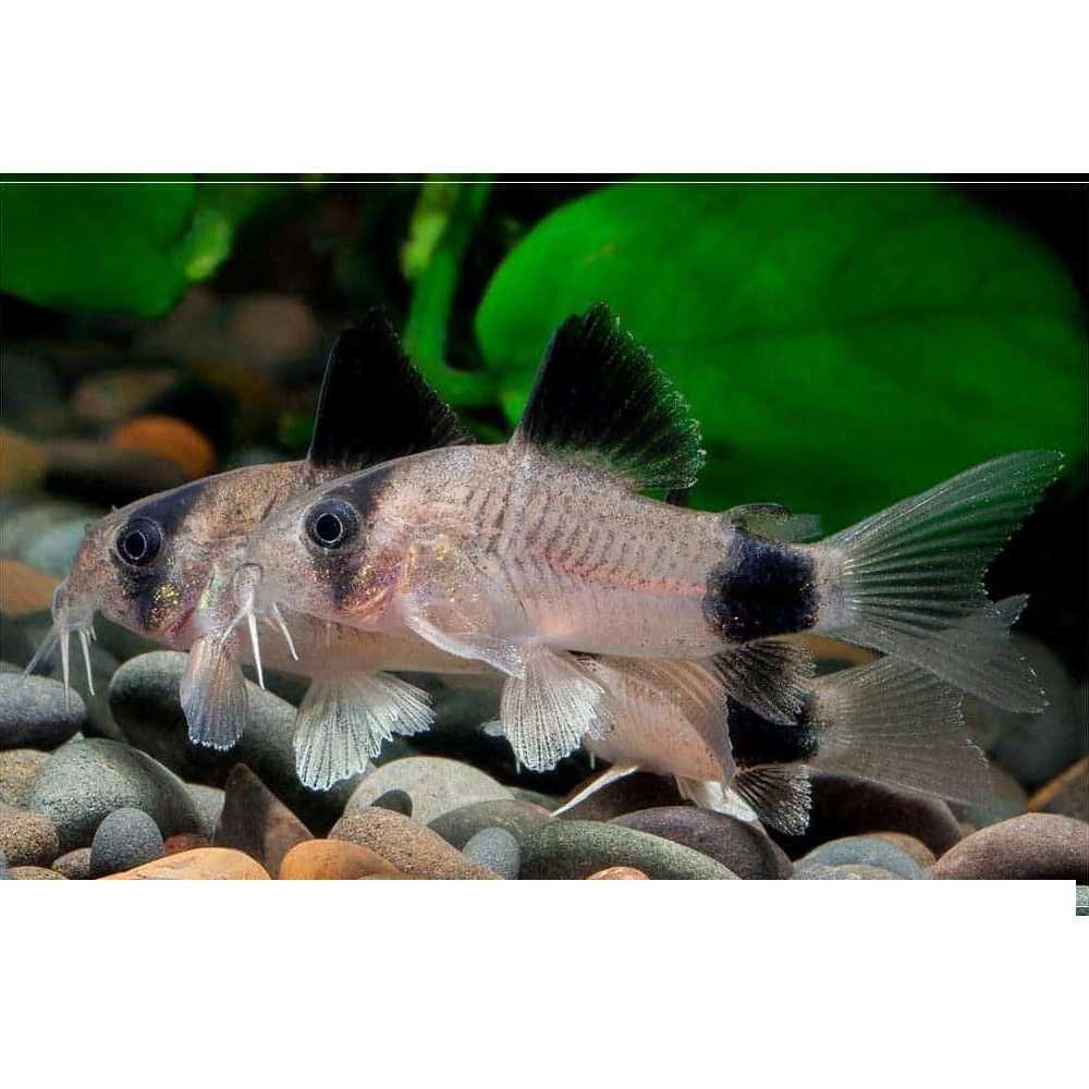 Kirysek Kirys Panda - Corydoras panda