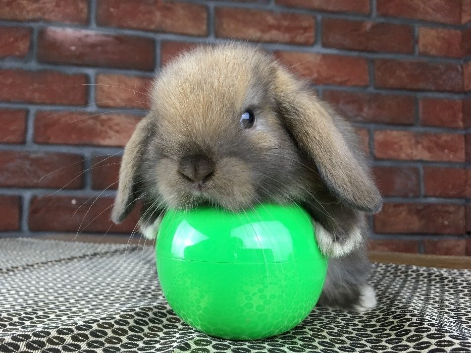 Mini lop małe baranki z metryką mini lopy karzełki nowa cena