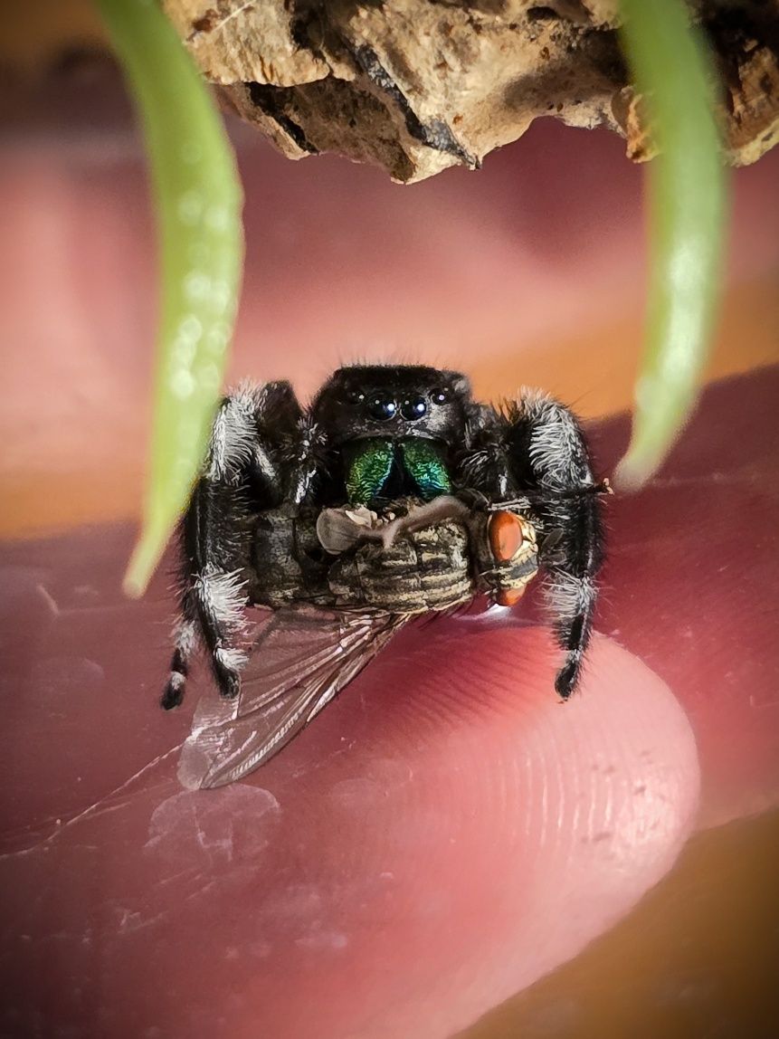Phidippus regius / Skakun Królewski APALACHICOLA