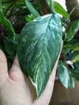 Monstera Lechleriana Variegata