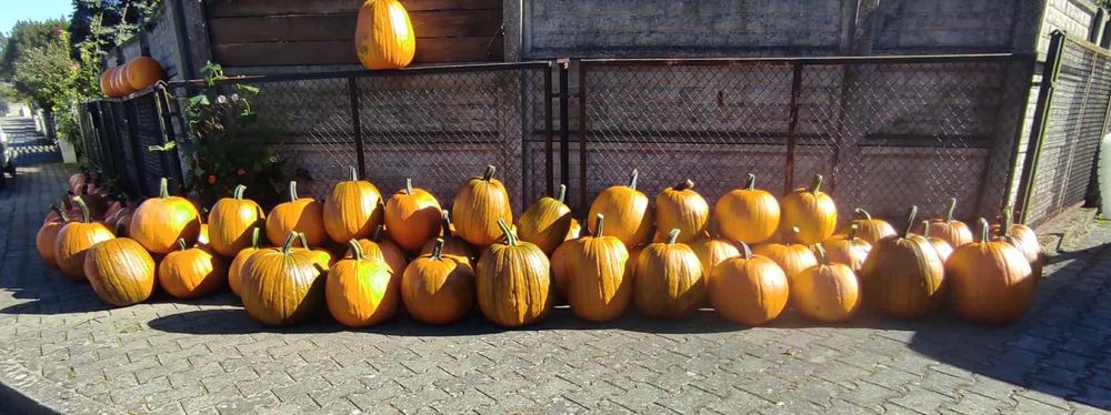 Dynia, dynie, dynię ozdobne