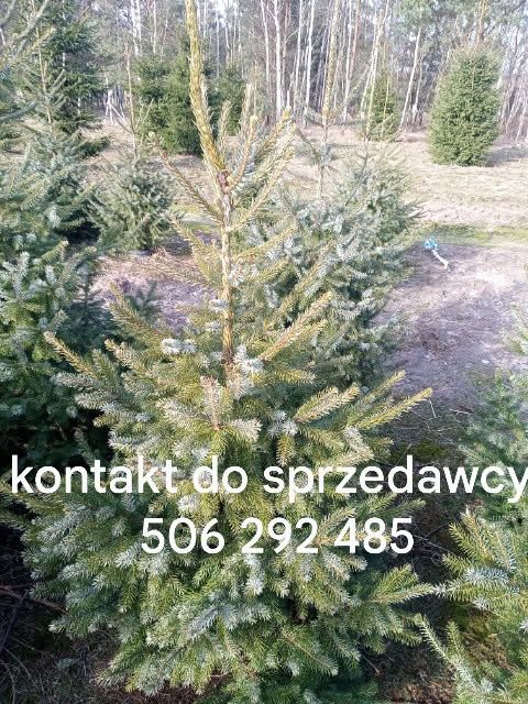 Krzewy iglaki  ozdobne Siennica