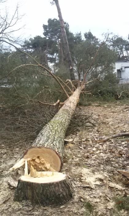 Rębak do gałęzi wycinka drzew czyszczenie działek  mulczer leśny