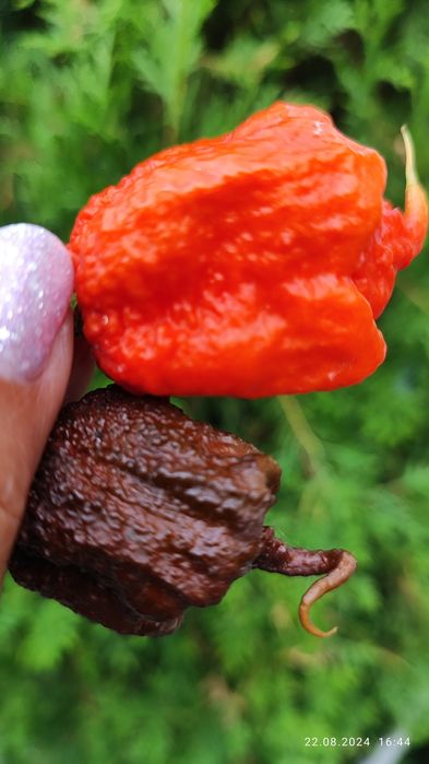 Carolina Reaper надгострий перець.