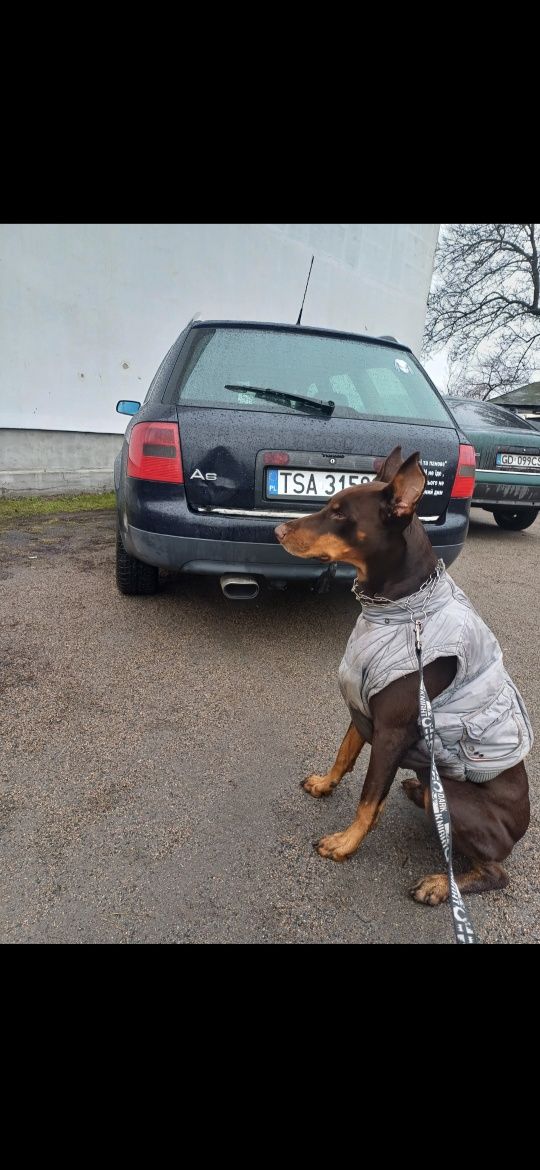 Доберман в'язка кабель