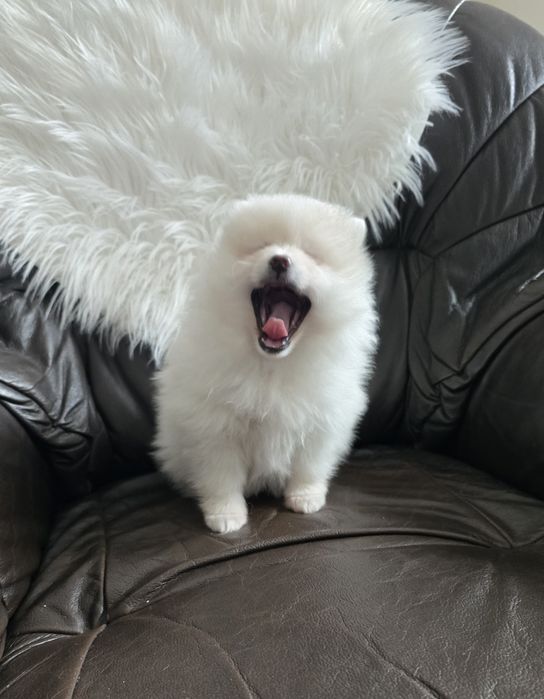 Szpic Miniaturowy Pomeranian