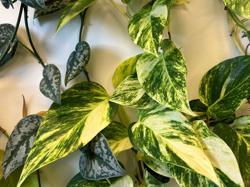 Epipremnum marble queen variegata nawet 25 cm liść