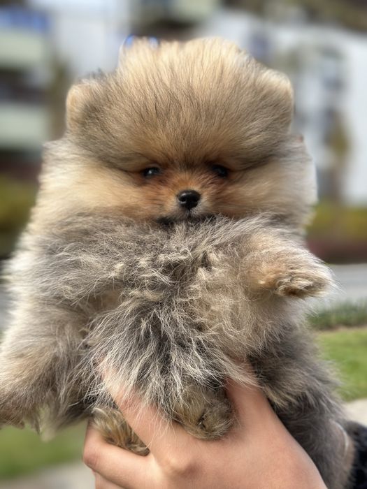 Pomeranian typ misia - kochany maluszek