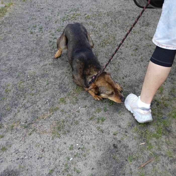 Pies co się cieszy byle czym