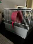 Gaiola para hamsters