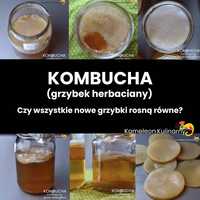 Kombucha grzyb dla zdrowia