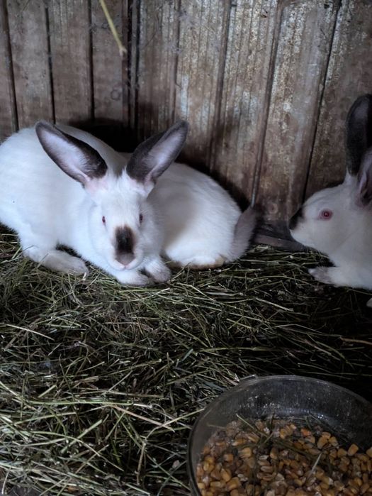 Кролі свійські різних порід