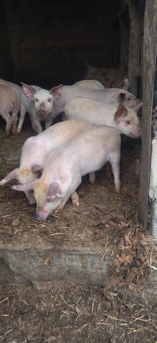 Продам поросята Петрен