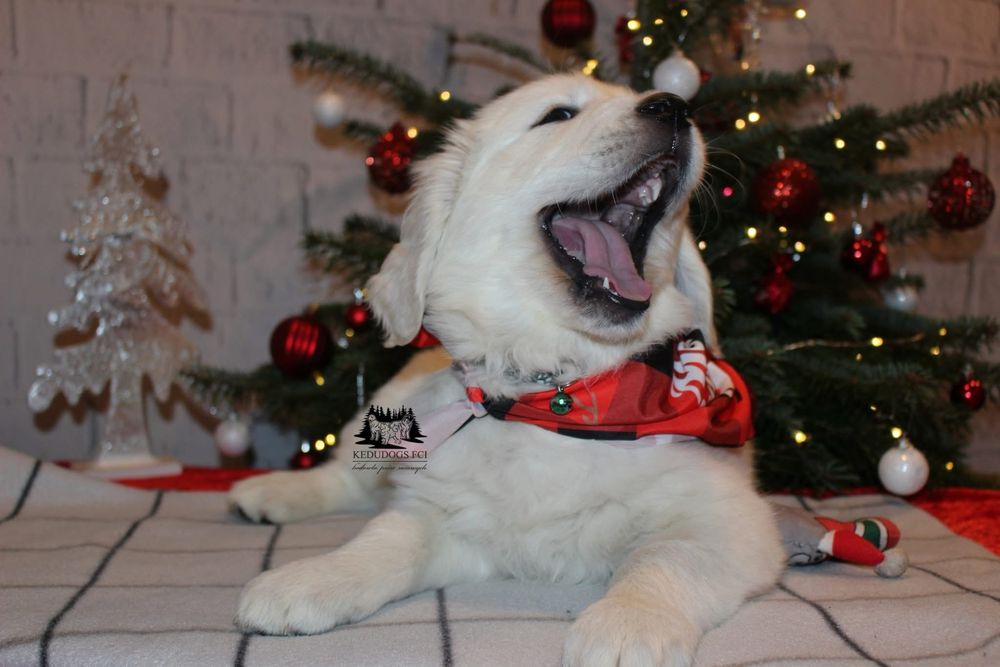 Gotowy do odbioru Piesek golden retriever *ZKwP FCI*