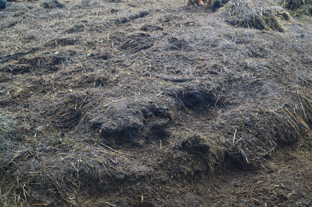 Sprzedam obornik bydlęcy