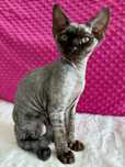 Kocurek Devon Rex