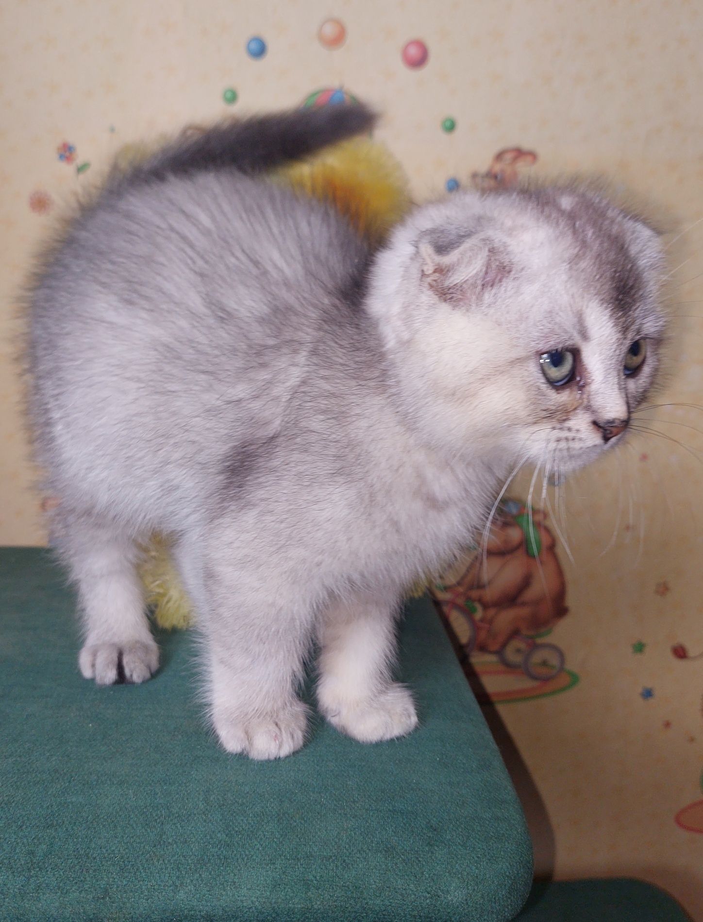 Шотландский вислоухий Мальчик.
