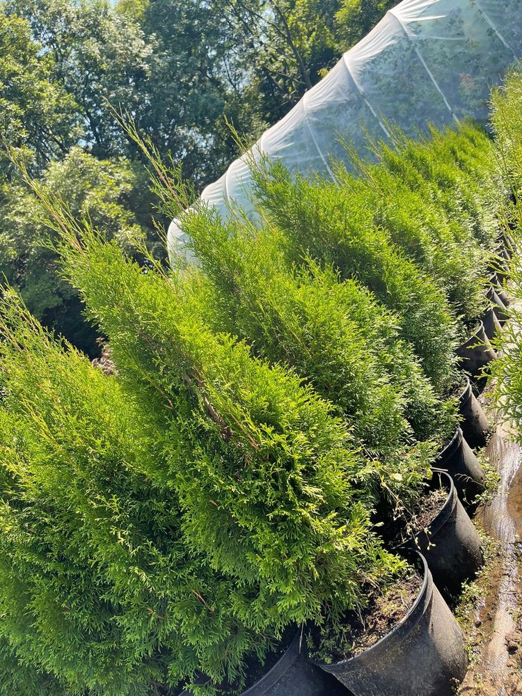 Tuja Thuja Szmaragd Ok 1.20-1.30m