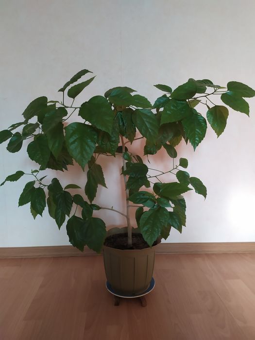 Кімнатна квітка Гібіскус махрова