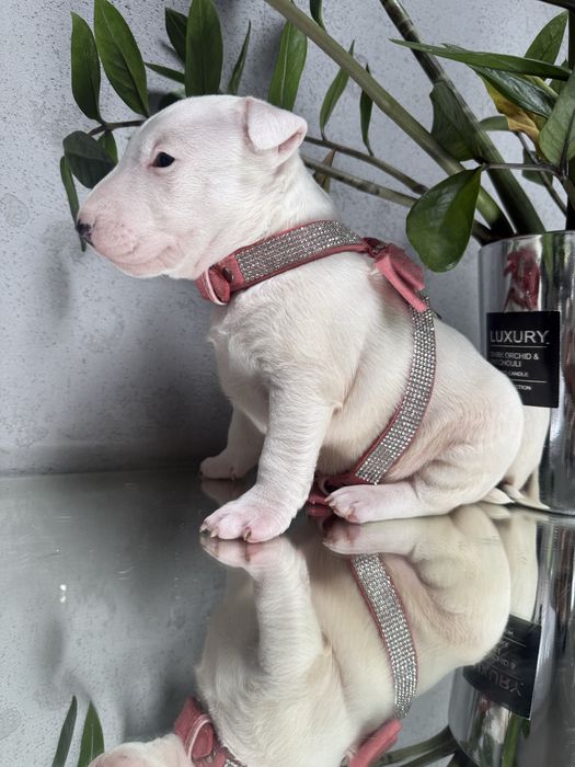 Bulterier miniaturowy dziewczynka